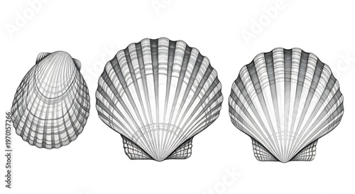 Scallop seashells in three different views on white background seashell shell marine ocean seafood coastal