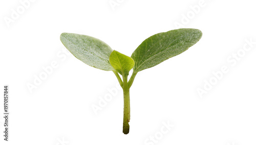 фотографія Small green seedling sprouting from soil, displaying two delicate leaves and a s