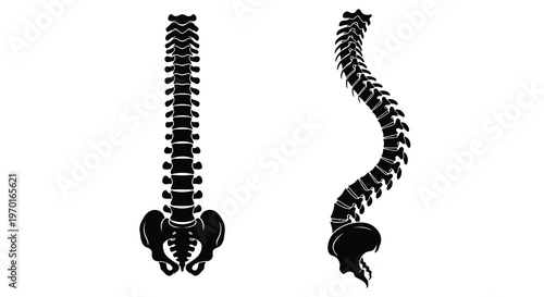 Human spine anatomy illustrated with a black silhouette
