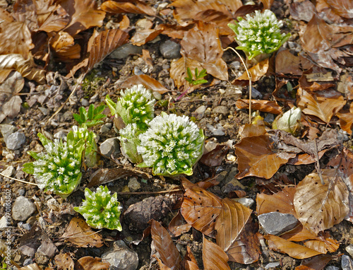 Weiße Pestwurz; Petasites albus; white butterbur