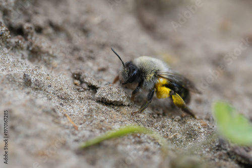 Closeup on a female grey-backed mining bee, Andrena vaga walking over a sandy ground loaded with yellow pollen