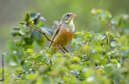 Adult male Ortolan Bunting (Emberiza hortulana) in vibrant breeding plumage perched against a beautifully blurred background.