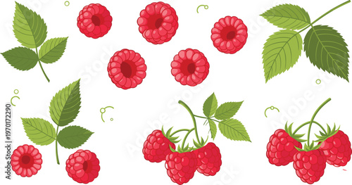 Raspberry Fruit Collection with Leaves and Berries Fresh Organic Red Berry Set for Healthy Food Dessert Ingredient Vector Illustration