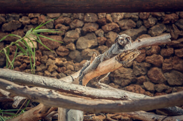 Small marmoset monkey perched on wooden branch, Tenerife zoo scene with natural rocks background, exotic primate wildlife, detailed close up animal photography, calm curious expression