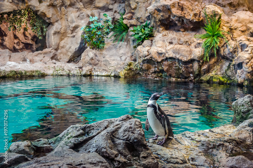 Wild Penguin on Rocks, Closeup Bird Portrait in Natural Habitat with Textured Stone Surroundings and Detailed Wildlife Features