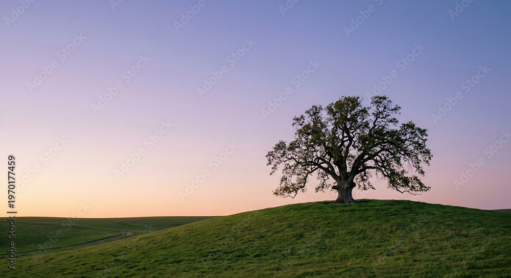 Fototapeta premium Lone Oak Tree on a Grassy Hill at Sunset with Clear Pastel Twilight Sky and Rolling Meadows
