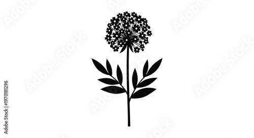 Tableau sur toile A striking black floral illustration depicts a dense umbel flower with elongated