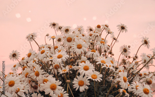 A delicate field of daisies bathed in soft warm sunlight