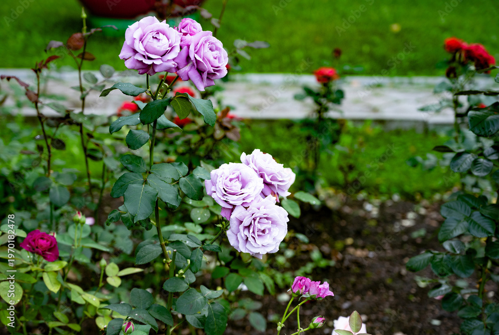 Obraz premium Lavender roses blooming in a garden with green foliage.