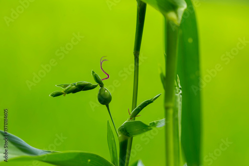Patake is a traditional plant believed to possess magical properties, such as lightning protection. Its seeds are often used in handicrafts such as bracelets and necklaces.