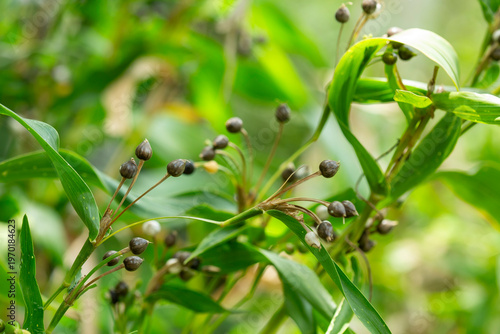 Patake is a traditional plant believed to possess magical properties, such as lightning protection. Its seeds are often used in handicrafts such as bracelets and necklaces.