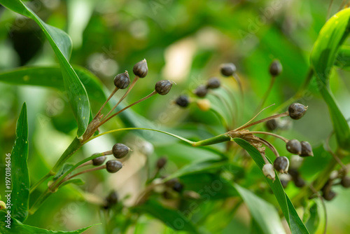 Patake is a traditional plant believed to possess magical properties, such as lightning protection. Its seeds are often used in handicrafts such as bracelets and necklaces.