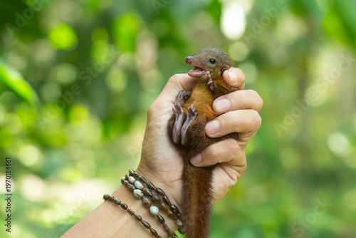 Patake is a traditional plant believed to possess magical properties, such as lightning protection. Its seeds are often used in handicrafts such as bracelets and necklaces.