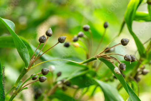 Patake is a traditional plant believed to possess magical properties, such as lightning protection. Its seeds are often used in handicrafts such as bracelets and necklaces.