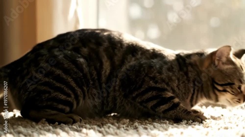 A tabby cat is relaxing on a white carpet, basking in warm sunlight. The striped fur shines brightly