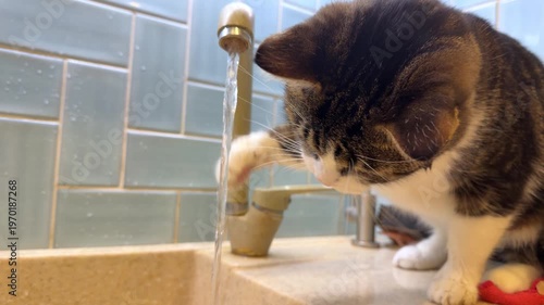 Sweet cat drinking water from the tap. Domestic thirsty cat licks water from the faucet.