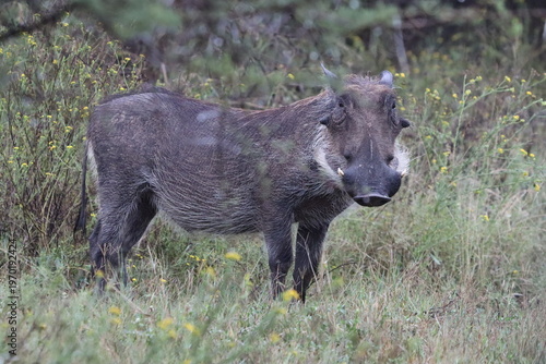 Canvas-taulu Warthog in South Africa