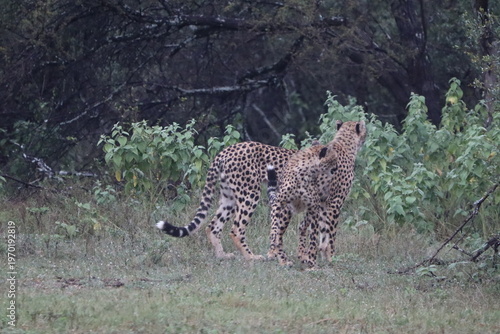 Cheetahs in South Africa