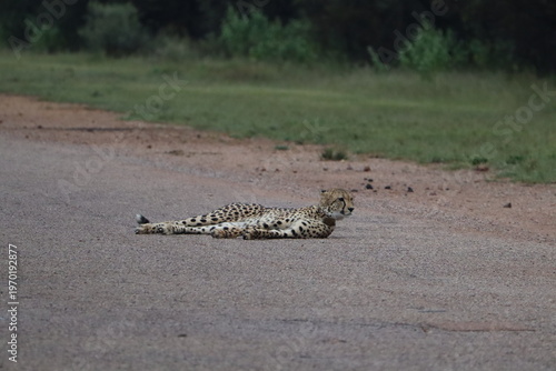 Cheetahs in South Africa