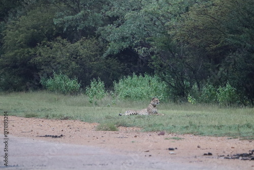 Cheetahs in South Africa