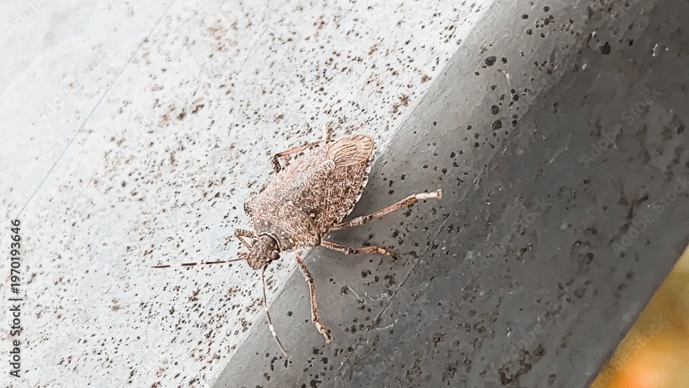 Αυτοκόλλητο Close Up of a Brown Bug on Metal Surface