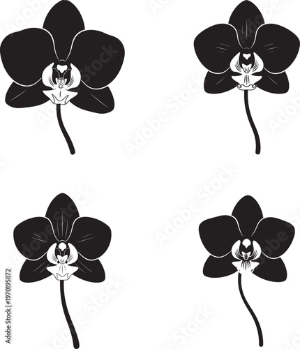 Silhouette of four orchid flowers on white background
