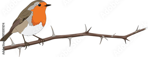 European robin bird vector illustration perched on a thorny branch isolated on white background for nature wildlife garden and winter seasonal greeting card designs