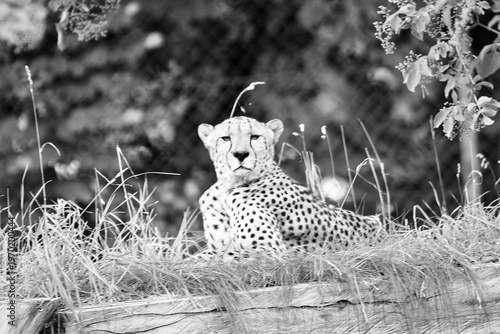cheetah in the grass black-white