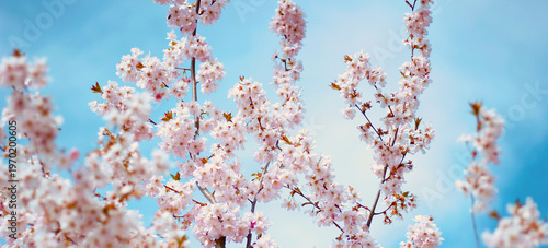 Spring cherry blossom branches on turquoise blue background, soft floral texture with delicate pink flowers, seasonal nature backdrop with copy space, fresh bloom concept