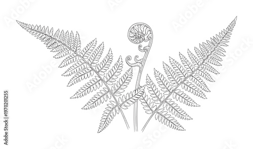 Black and white line of a fern frond unfurling curl spiral