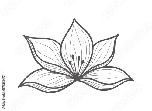 Delicate black ink of a blooming lily flower with thin petals