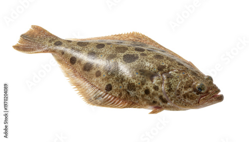 Flatfish: A close-up shot of a unique flatfish, a master of camouflage, displaying its distinctive spotted pattern, showcasing the marvels of underwater life and evolution.