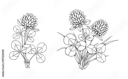 Hand drawn black and white clover flowers and leaves leaf plant nature