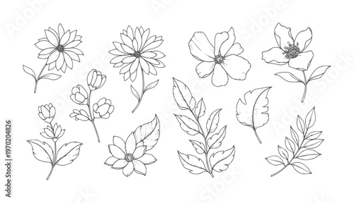Hand Drawn Floral Botanical Collection flower outline