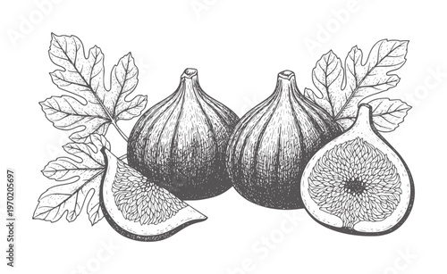 Hand drawn of ripe figs and green leaves white fruit leaf food