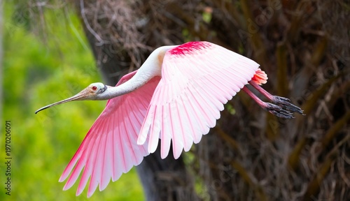 Canvas Print roseate spoonbill