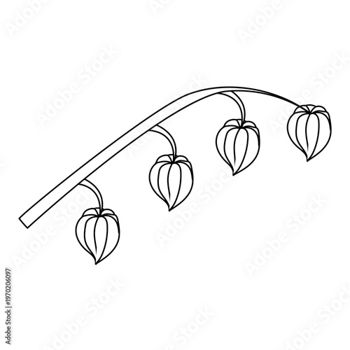 A physalis branch with four flowers in doodle style. Vector illustration isolated on a white background.