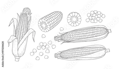 Line of corn cobs kernels and cross section maize food