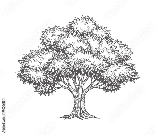 Of a leafy deciduous tree with a thick trunk nature foliage leaves