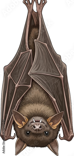 A detailed illustration of a bat hanging upside down perfect for Halloween or wildlife themes isolated on a white background