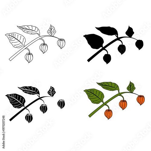 Physalis branches in various styles. Vector illustration isolated on white background.