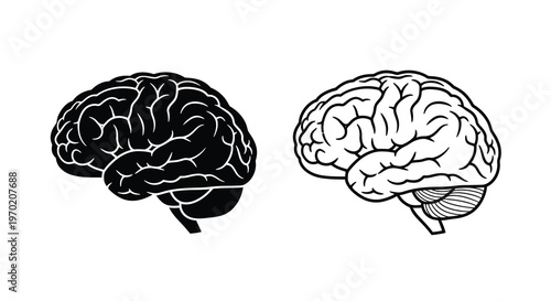 Detailed brain illustrations showcasing neurological structure black and white silhouette