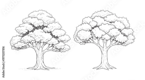 Two black and white line trees with full canopies nature foliage branches