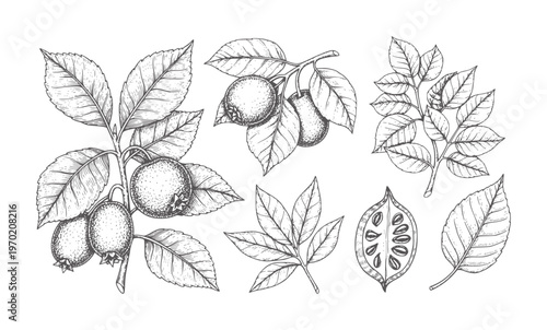 Vintage botanical of fruits and leaves in black and white leaf branch