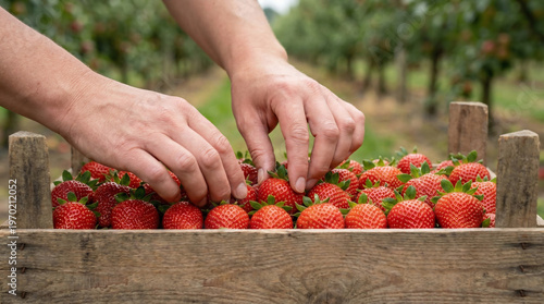 Hands picking fresh strawberries from wooden crate in garden  