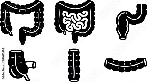 Human large intestine parts set