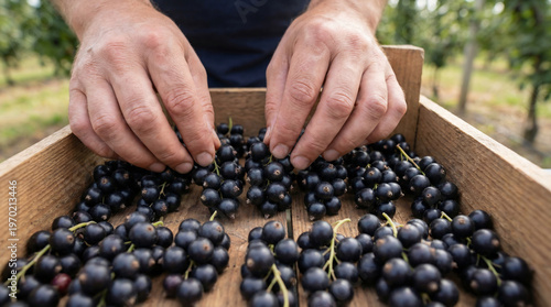 Two hands arranging fresh black currants in wooden crate