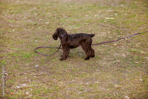 Portrait of a young English Cocker Spaniel. A young dark brown English Cocker Spaniel playing on the grass in a park. English Cocker Spaniel playing on the grass in a park