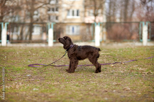 Portrait of a young English Cocker Spaniel. A young dark brown English Cocker Spaniel playing on the grass in a park. English Cocker Spaniel playing on the grass in a park