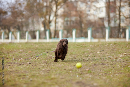 Portrait of a young English Cocker Spaniel. A young dark brown English Cocker Spaniel playing on the grass in a park. English Cocker Spaniel playing on the grass in a park